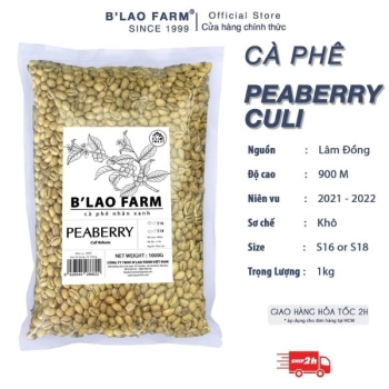 Cà phê nhân xanh culi Peaberry B'LAO FARM